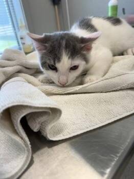 Camo -  Domestic Short Hair Cat for Adoption in Lafayette, Indiana - Camo | PetCurious