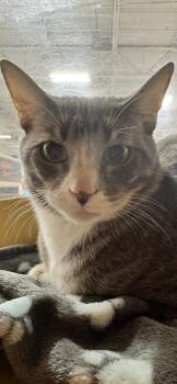 Ranger -  Domestic Short Hair Cat for Adoption in Scottsdale, Arizona - Ranger | PetCurious