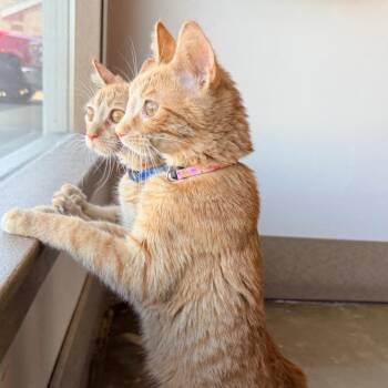 Alvin (girl) -  Domestic Short Hair Cat for Adoption in Green Bay, Wisconsin - Alvin (girl) | PetCurious