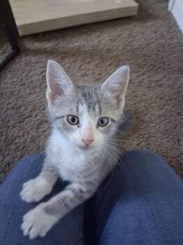 Mittzie Cle. -  Domestic Short Hair Cat for Adoption in West Peoria, Illinois - Mittzie Cle. | PetCurious