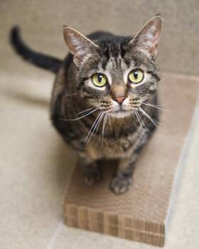 Dora -  Domestic Short Hair Cat for Adoption in East Amwell Township, New Jersey - Dora | PetCurious