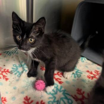 Michelin (Figaro) -  Domestic Long Hair Cat for Adoption in Emporia, Kansas - Michelin (Figaro) | PetCurious