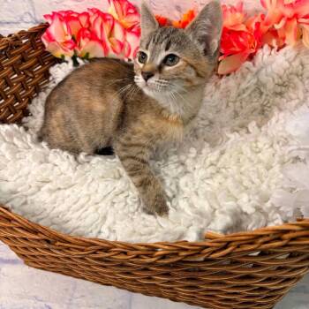Domestic Short Hair Cats Available for Adoption in Harrisonburg, Virginia - Daisy | PetCurious