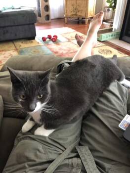Stormy- URGENT -  Domestic Short Hair Cat for Adoption in Arlington, Virginia - Stormy- URGENT | PetCurious