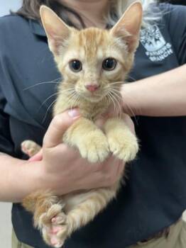 Max -  Domestic Short Hair Cat for Adoption in Farmers Branch, Texas - Max | PetCurious