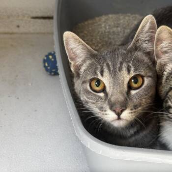 Loco -  Domestic Short Hair Cat for Adoption in Carlin, Nevada - Loco | PetCurious