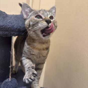 Rescue Domestic Short Hair Cats for Adoption in Hemet, California - Patti | PetCurious