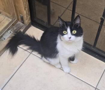Rescue Domestic Medium Hair Cats for Adoption in Nogales, Arizona - Bolita | PetCurious