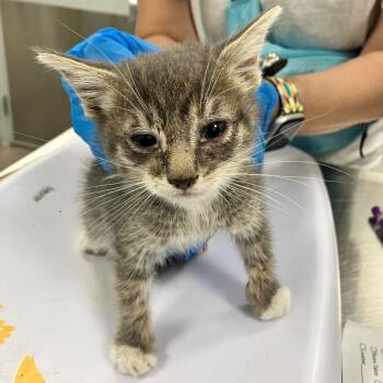 Cerrano -  Domestic Medium Hair Cat for Adoption in Las Cruces, New Mexico - Cerrano | PetCurious