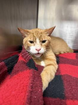 Corban -  Domestic Short Hair Cat for Adoption in Kingston, New York - Corban | PetCurious