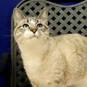 Ravi -  Snowshoe Cat for Adoption in Midland, Texas - Ravi | PetCurious