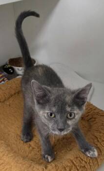 Toucan -  Domestic Short Hair Cat for Adoption in INDN HBR BCH, Florida - Toucan | PetCurious