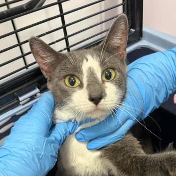 AHNJ-Stray-119796 -  Domestic Short Hair Cat Available for Adoption in Newark, New Jersey - AHNJ-Stray-119796 | PetCurious