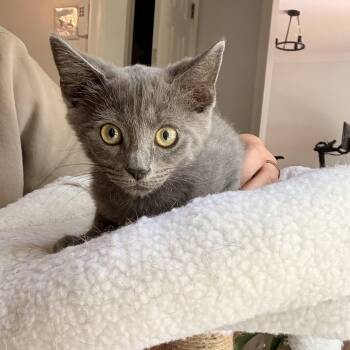 Yum Yum Sauce -  Domestic Short Hair Cat for Adoption in Richmond, Virginia - Yum Yum Sauce | PetCurious