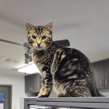 Domestic Short Hair Cats Available for Adoption - Ricky | PetCurious