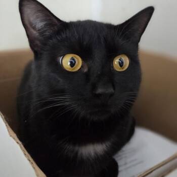 Domestic Short Hair Cats Available for Adoption - Sully | PetCurious