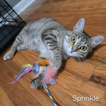 Sprinkle -  Domestic Short Hair Cat for Adoption in Sedalia, Missouri - Sprinkle | PetCurious