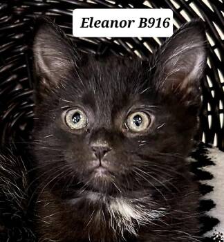 Domestic Medium Hair Cats Available for Adoption in Morganton, North Carolina - Eleanor | PetCurious