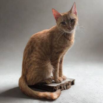 Alani -  Domestic Short Hair Cat for Adoption in La Plata, Maryland - Alani | PetCurious