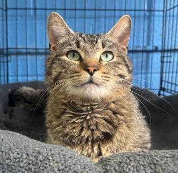 Domestic Medium Hair Cats Available for Adoption in Ellijay, Georgia - Sebastian | PetCurious