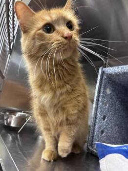 BEAU -  Domestic Medium Hair Cat for Adoption in Fort Myers, Florida - BEAU | PetCurious