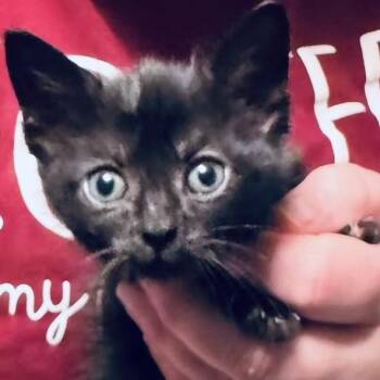 Rob -  Domestic Short Hair Cat for Adoption in Lufkin, Texas - Rob | PetCurious