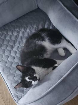 Flower -  Domestic Short Hair Cat for Adoption in Elyria, Ohio - Flower | PetCurious