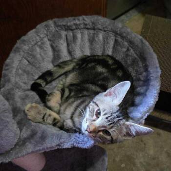 Rescue Domestic Short Hair Cats for Adoption in Fayetteville, Arkansas - Parker | PetCurious