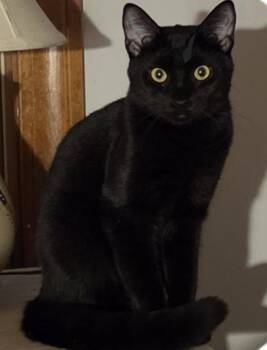 Juno  young -  Domestic Short Hair Cat for Adoption in Sterling, Massachusetts - Juno  Young | PetCurious