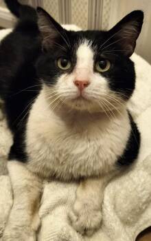 Domestic Short Hair Cats Available for Adoption - Sol The Sweet - FIV+ Tuxedo | PetCurious