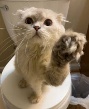 Rescue Scottish Fold Cats for Adoption in Vienna, Virginia - Thoth | PetCurious