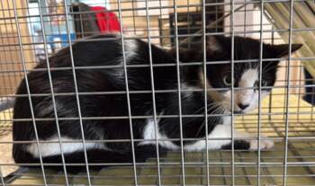 Domestic Short Hair Cats Available for Adoption in Rockwall, Texas - Claire | PetCurious