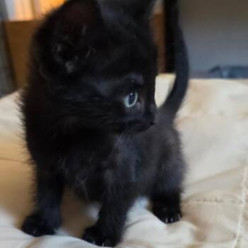 American Shorthair Cats Available for Adoption in Calimesa, California - Shadow | PetCurious