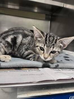 Darla -  Domestic Short Hair Cat for Adoption in Largo, Florida - Darla | PetCurious