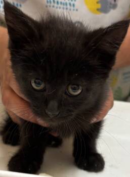 Rescue Domestic Short Hair Cats for Adoption in Elizabethton, Tennessee - OLIVE | PetCurious