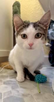 Nova -  Domestic Short Hair Cat for Adoption in Champaign, Illinois - Nova | PetCurious