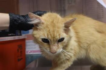TUNA -  Domestic Short Hair Cat for Adoption in Columbia, South Carolina - TUNA | PetCurious