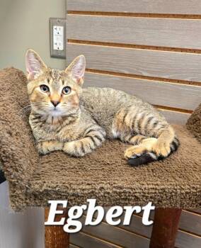 Egbert -  Domestic Short Hair Cat for Adoption in Sidney, Ohio - Egbert | PetCurious