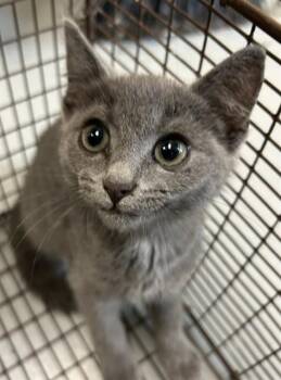 CURSEBREAKER -  Domestic Short Hair Cat for Adoption - CURSEBREAKER | PetCurious