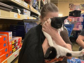 Odyssey -  Domestic Short Hair Cat for Adoption in Shawnee, Kansas - Odyssey | PetCurious