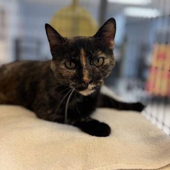 Ivy -  Domestic Short Hair Cat for Adoption in Portage, Michigan - Ivy | PetCurious