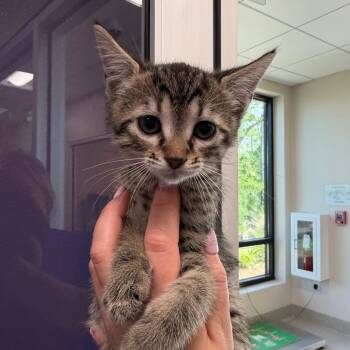 Domestic Short Hair Cats Available for Adoption in Englewood, Florida - Bonnie | PetCurious