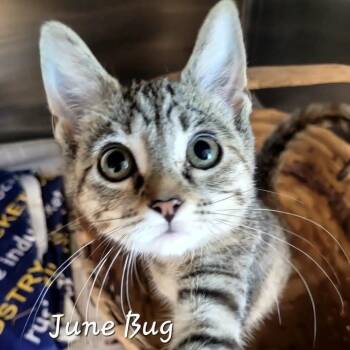 June Bug -  Tabby Cat for Adoption in Rushville, Illinois - June Bug | PetCurious