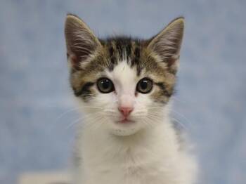 Little Sir -  Domestic Short Hair Cat for Adoption in Portland, Oregon - Little Sir | PetCurious