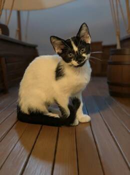 Prairie -  Domestic Short Hair Cat for Adoption in Oviedo, Florida - Prairie | PetCurious