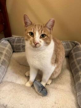 Domestic Short Hair Cats Available for Adoption in Taycheedah, Wisconsin - Colby Jak | PetCurious