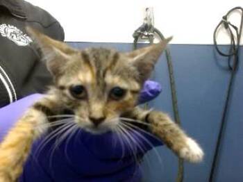 MASHA -  Domestic Short Hair Cat for Adoption in Doral, Florida - MASHA | PetCurious