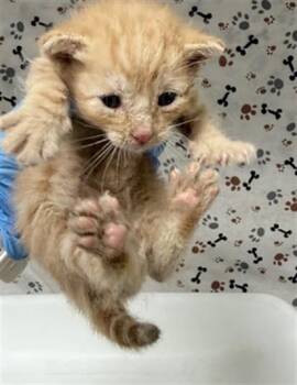 A1937599 -  Domestic Short Hair Cat for Adoption in Riverside, California - A1937599 | PetCurious