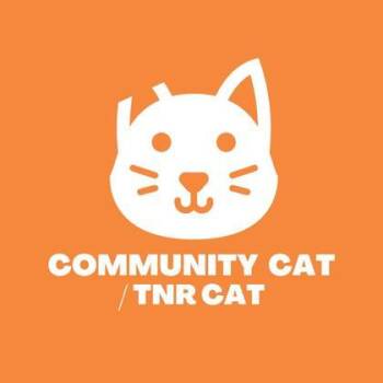 Domestic Medium Hair Cats Available for Adoption - 60668870 | PetCurious