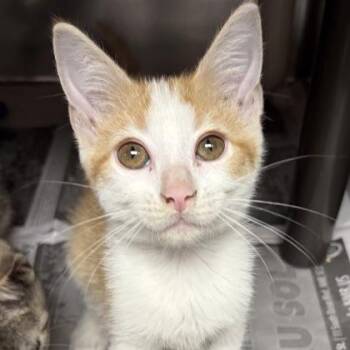 Apollo -  Domestic Short Hair Cat for Adoption in North Myrtle Beach, South Carolina - Apollo | PetCurious